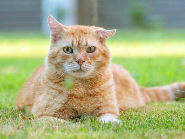 Aberração? Cientistas descobrem a origem genética da cor do gato laranja