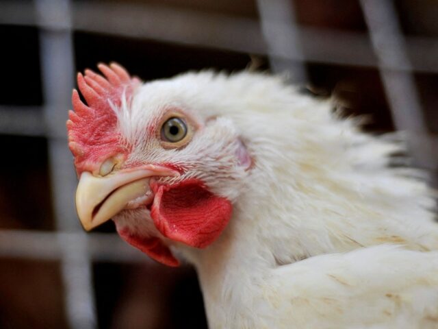Exportação de carne de frango em maio cai 12,9% ante 2024, diz ABPA
