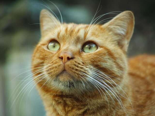 Por que existem gatos laranjas? Entenda o gene que define a coloração