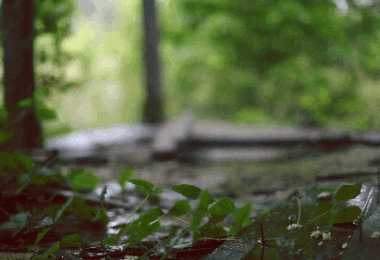 nature