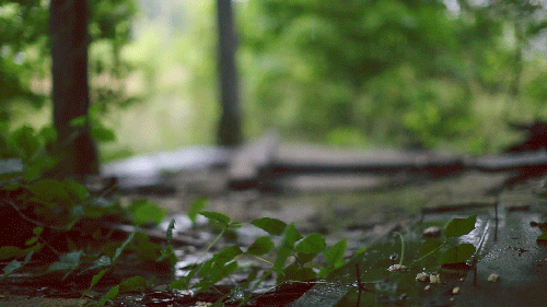 nature